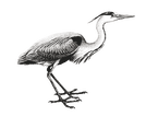 heron logo